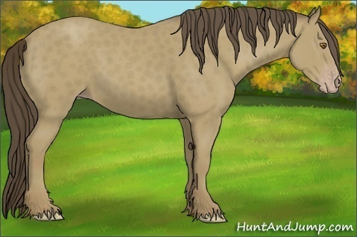 Horse Color:Classic Cream Champagne 