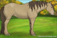 Horse Color:Classic Cream Champagne 
