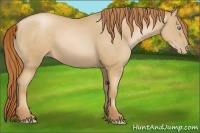 Horse Color:Buckskin Pearl 