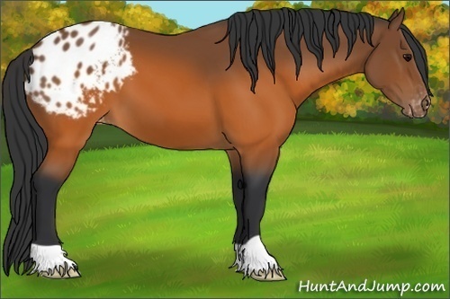 Horse Color:Brown Appaloosa
