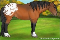 Horse Color:Brown Appaloosa