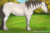 Horse Color:Amber Cream Champagne Ice Rabicano