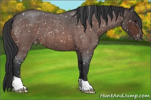 Horse Color:Brown Roan Blanket