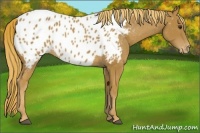 Horse Color:Chestnut Appaloosa 