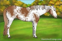 Horse Color:White Spotted Chestnut 