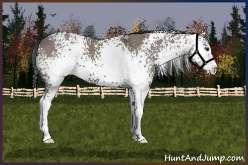 Horse Color:White Spotted Grullo Sabino 