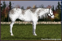 Horse Color:White Spotted Grullo Sabino