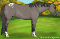 Horse Color:Grullo Appaloosa