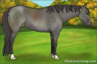 Horse Color:Grullo Varnish 