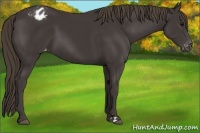 Horse Color:Smoky Black Appaloosa 