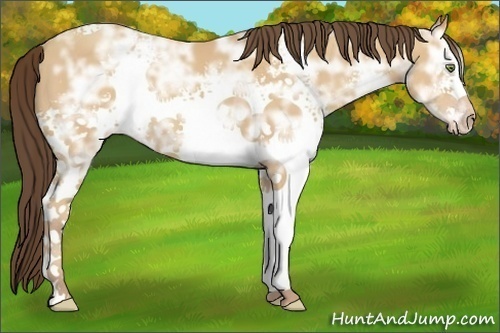 Horse Color:White Spotted Amber Champagne Ice