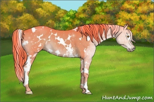 Horse Color:Watercolor White Spotted Liver Chestnut 