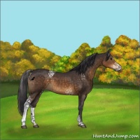 Horse Color:White Spotted Buckskin Sabino