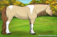 Horse Color:Red Dun Tobiano Rabicano