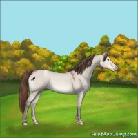 Horse Color:Sable Champagne Dun Appaloosa