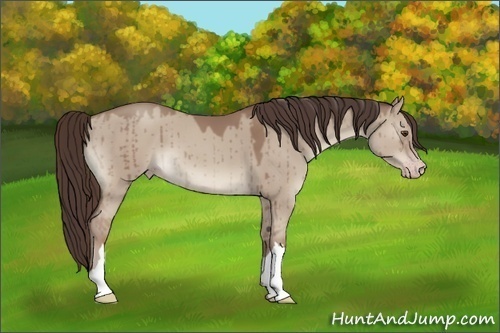 Horse Color:Classic Champagne Dun Brindle 