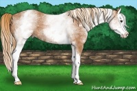 Horse Color:White Spotted Chestnut Splash 