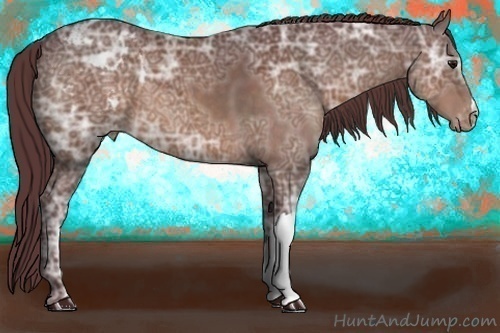 Horse Color:Chocolate Bay Ice Appaloosa 
