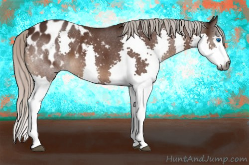 Horse Color:Gray Silver Bay Roan Splash Appaloosa