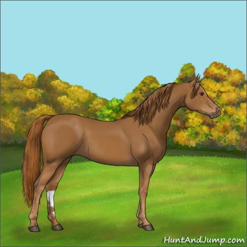 Horse Color:Chestnut 