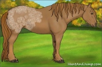 Horse Color:Chestnut Ice 