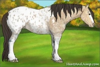 Horse Color:White Spotted Bay Ice Appaloosa Rabicano