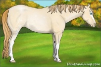 Horse Color:White Spotted Buckskin Pearl 
