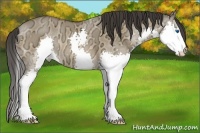 Horse Color:Bay Ice Dun Splash 