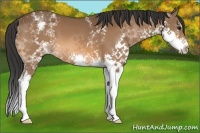 Horse Color:White Spotted Bay Splash
