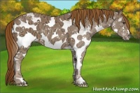 Horse Color:White Spotted Chestnut Ice