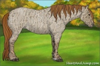 Horse Color:Red Dun Ice Roan