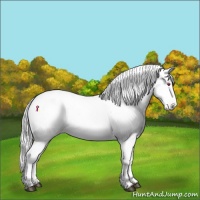 Horse Color:White Spotted Liver Red Dun Chinchilla Onyx Blanket Brindle 