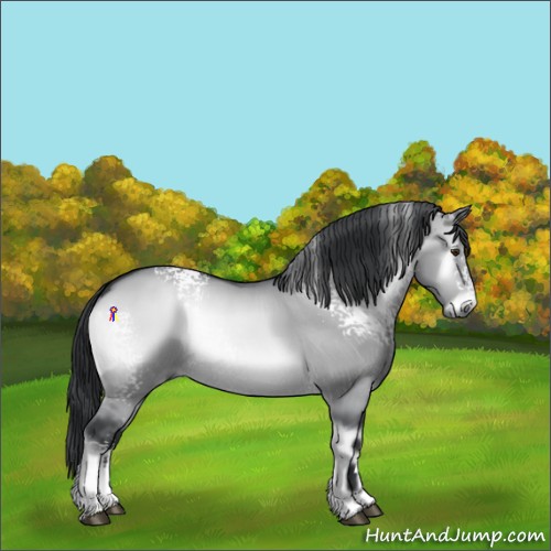 Horse Color:White Spotted Brown Chinchilla Onyx