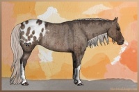Horse Color:Silver Brown Dun Appaloosa Rabicano 