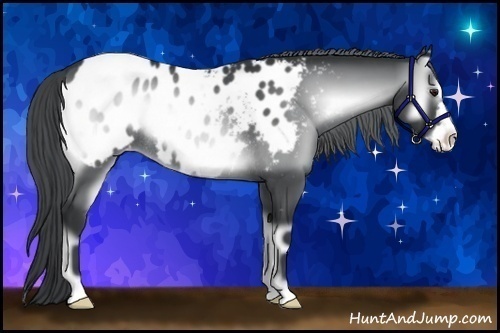 Horse Color:Blue Onyx Chinchilla Frame Appaloosa Rabicano 