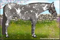 Horse Color:White Spotted Smoky Black Ice 