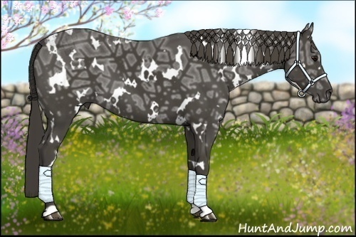 Horse Color:White Spotted Smoky Black Ice