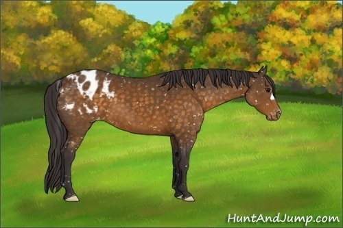 Horse Color:Buckskin Appaloosa