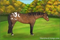 Horse Color:Buckskin Blanket 