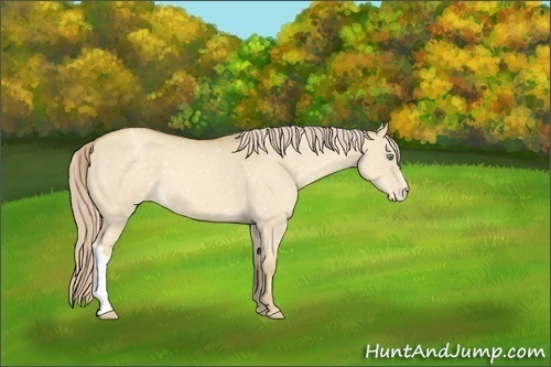 Horse Color:Gold Cream Champagne Dun Appaloosa 