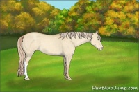 Horse Color:Gold Cream Champagne Dun Appaloosa 