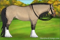 Horse Color:Brown Dun 