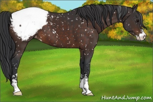 Horse Color:Brown Sabino Snowcap 