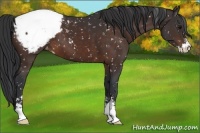 Horse Color:Brown Sabino Snowcap 