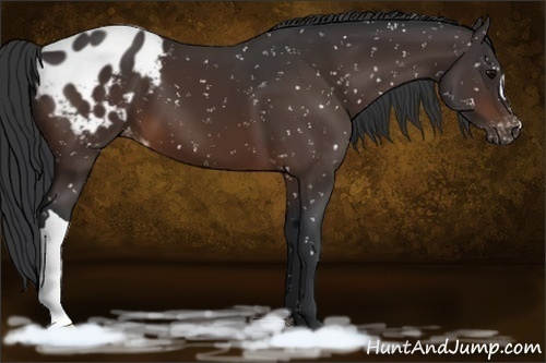 Horse Color:Brown Appaloosa