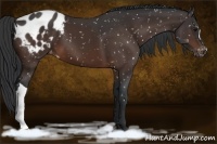Horse Color:Brown Appaloosa 