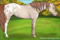 Horse Color:Gold Champagne Dun Appaloosa
