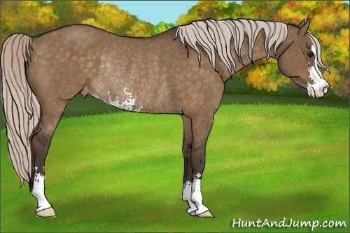 Horse Color:Silver Brown Dun Sabino Varnish Rabicano 