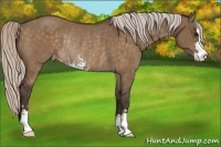 Horse Color:Silver Brown Dun Sabino Varnish Rabicano 
