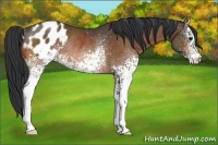 Horse Color:White Spotted Bay Varnish Rabicano